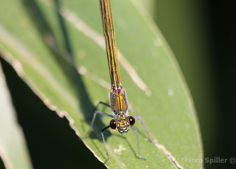 Calopteryx virgo ?